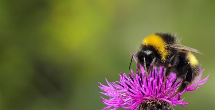 Biodiversitätsinitiative